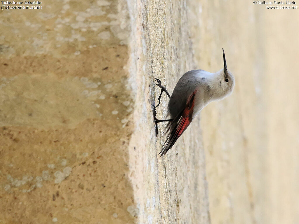 Wallcreeperadult post breeding, identification