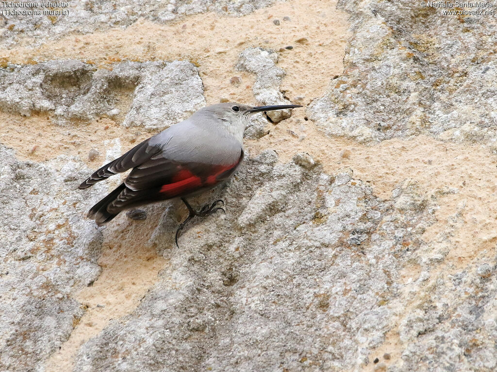 Wallcreeperadult post breeding, identification