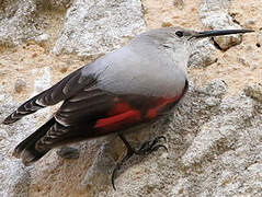 Wallcreeper