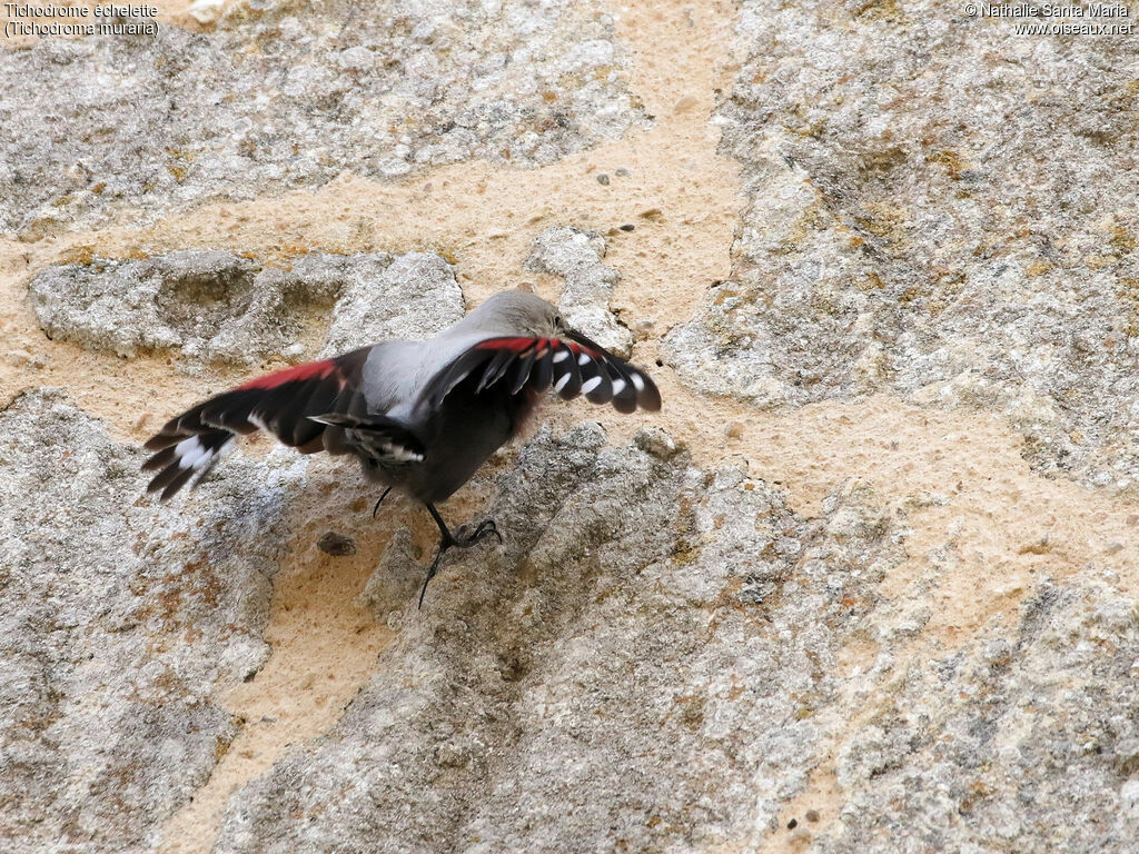 Wallcreeperadult post breeding, aspect, Flight, walking, Behaviour