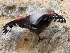 Wallcreeper