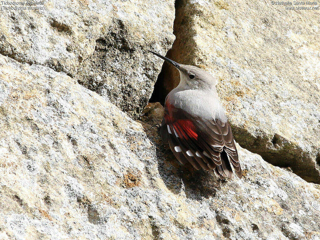 Wallcreeperadult post breeding, identification, aspect, Behaviour