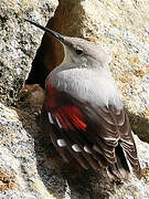 Wallcreeper