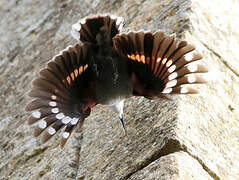 Wallcreeper