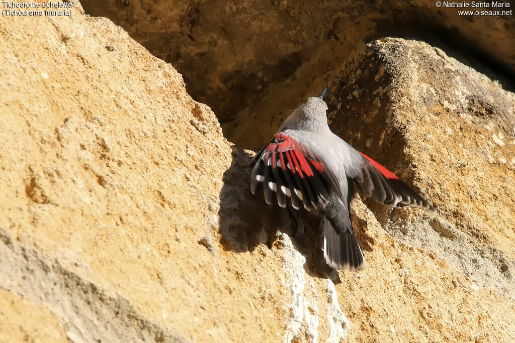 Wallcreeper, identification, fishing/hunting