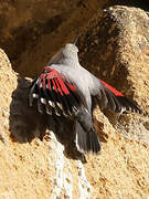 Wallcreeper