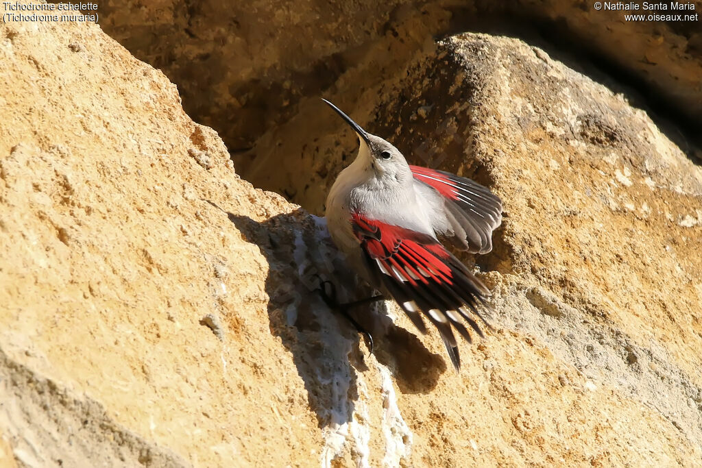 Wallcreeper, identification, Behaviour