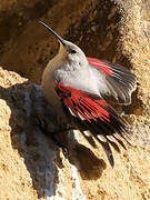 Wallcreeper