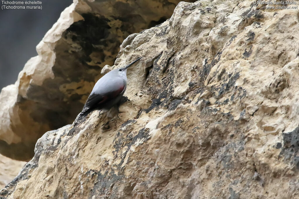 Wallcreeper, identification, habitat