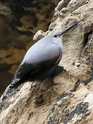 Wallcreeper