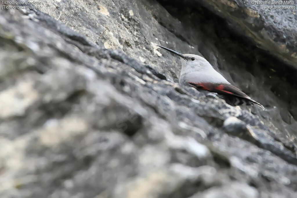 Wallcreeper, identification, habitat