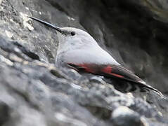 Wallcreeper