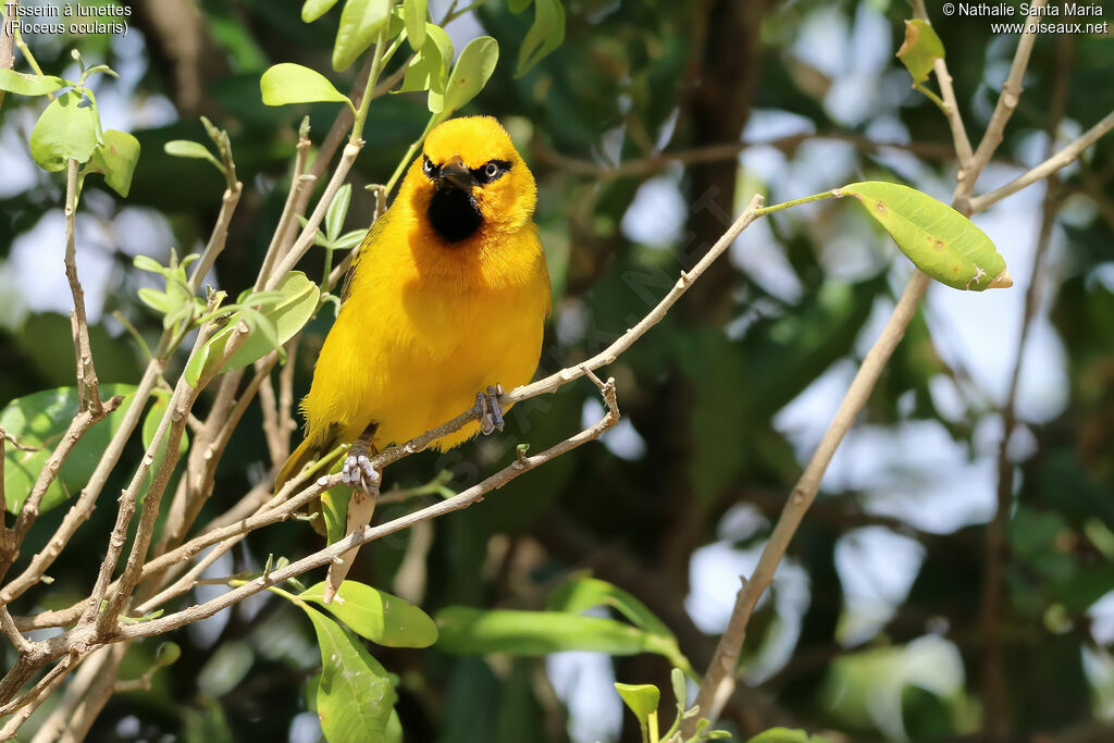 Spectacled Weaver male adult, identification, habitat