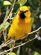 Spectacled Weaver