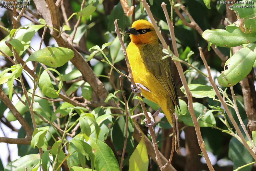 Spectacled Weaver female adult, identification, habitat