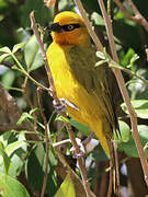 Spectacled Weaver