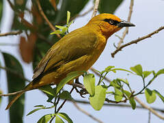 Spectacled Weaver