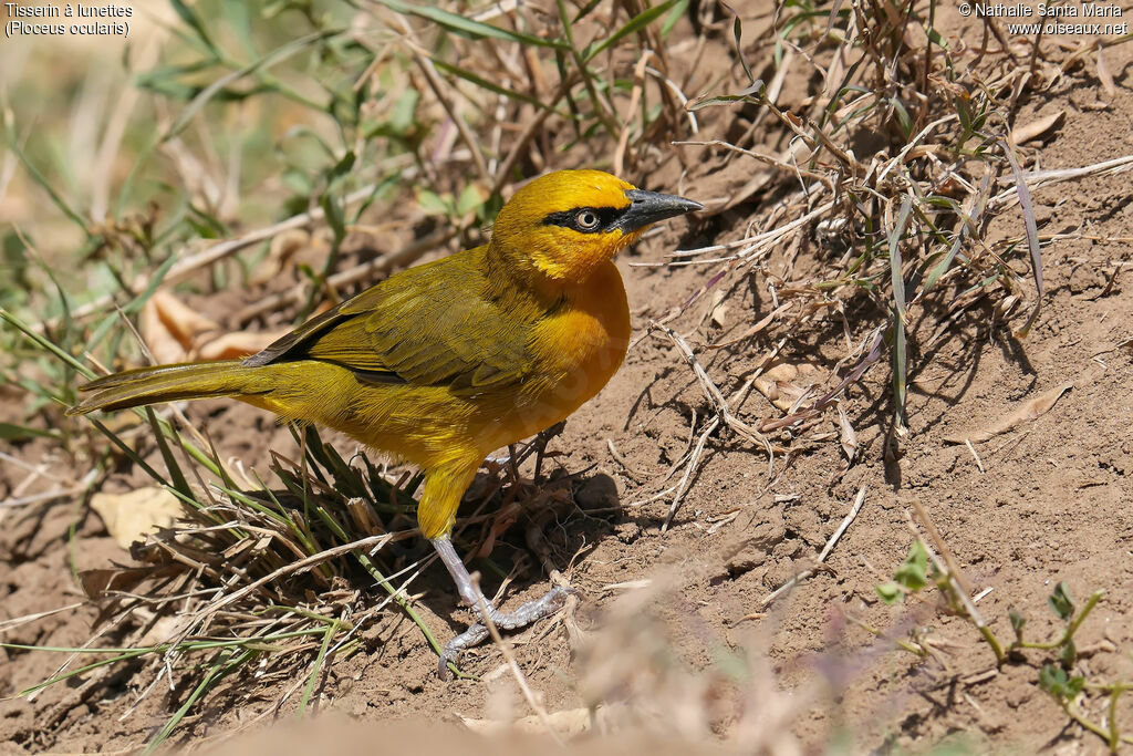 Spectacled Weaver female adult, identification, habitat, Behaviour