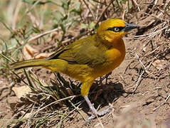 Spectacled Weaver