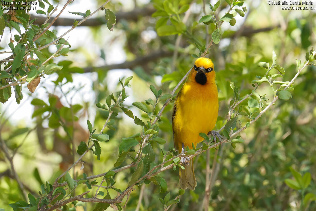 Spectacled Weaver male adult, identification, habitat