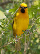 Spectacled Weaver