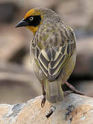 Baglafecht Weaver