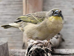 Baglafecht Weaver