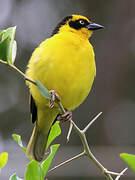 Baglafecht Weaver