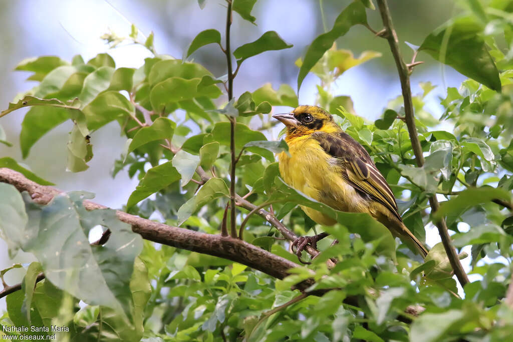 Baglafecht Weaver male immature, identification