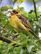 Baglafecht Weaver