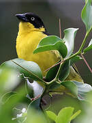 Baglafecht Weaver