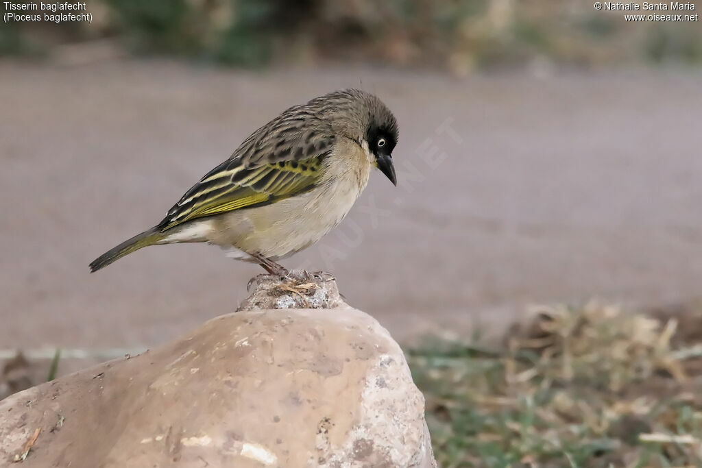 Baglafecht Weaver female adult post breeding, identification