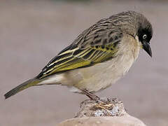 Baglafecht Weaver