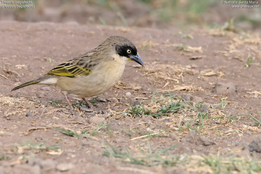 Tisserin baglafecht femelle adulte internuptial, identification, habitat