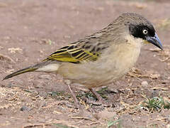 Baglafecht Weaver