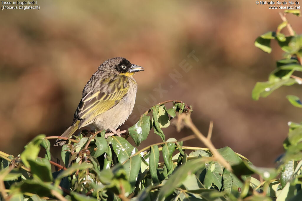 Tisserin baglafechtadulte internuptial, identification, habitat