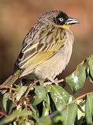 Baglafecht Weaver