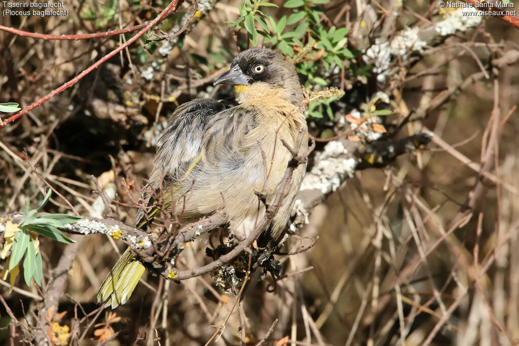 Baglafecht Weaveradult post breeding, habitat