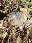 Baglafecht Weaver