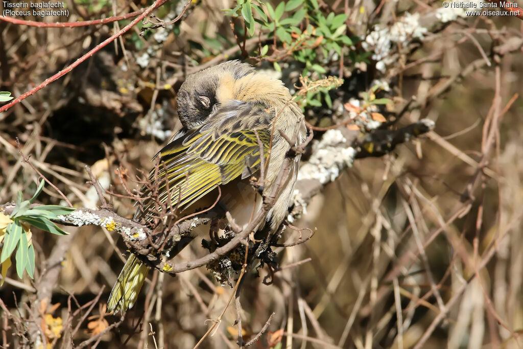 Tisserin baglafechtadulte internuptial, identification, soins