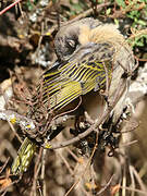 Baglafecht Weaver