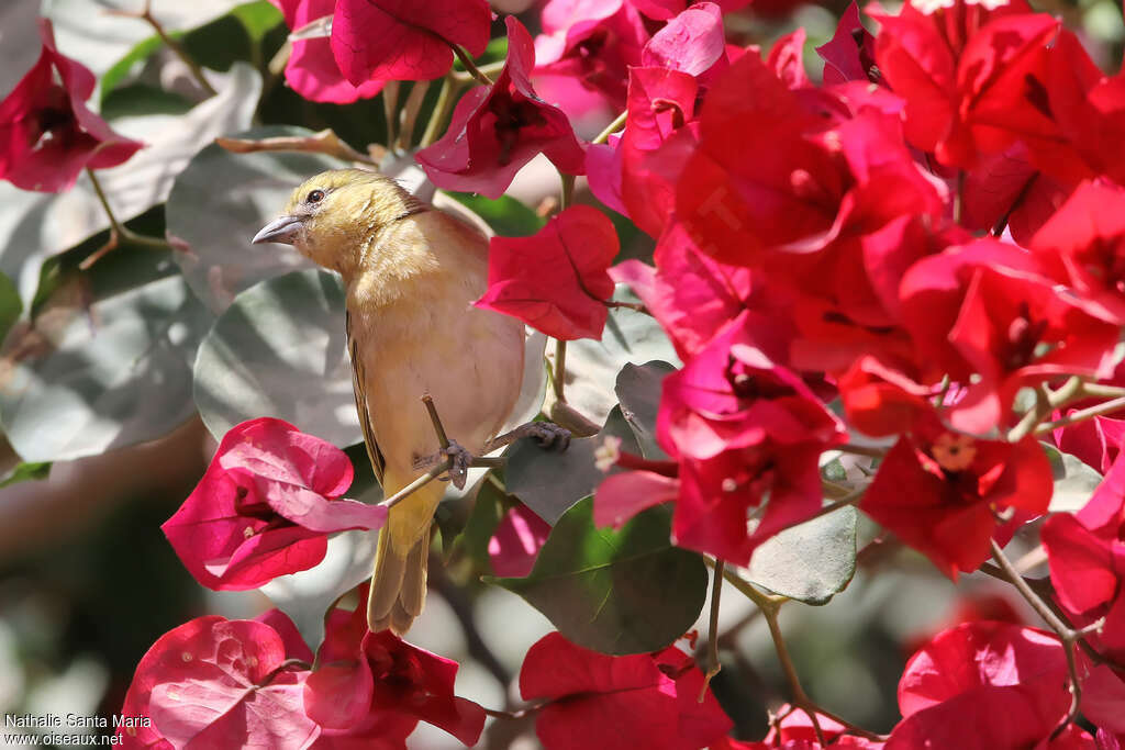 Rüppell's Weaver male Second year, pigmentation