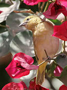 Rüppell's Weaver