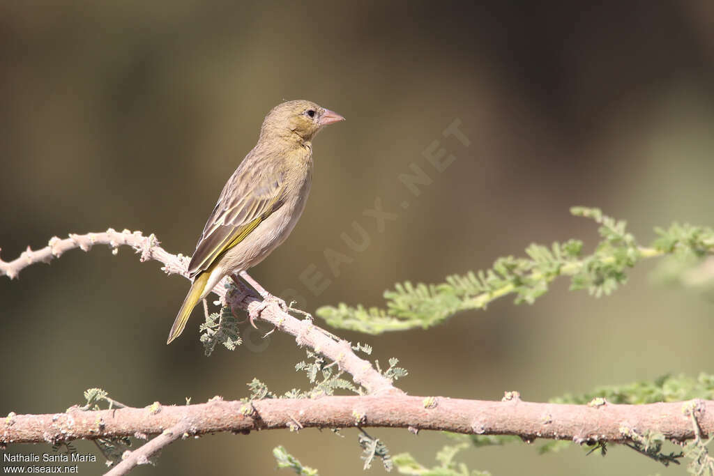 Tisserin de Rüppell femelle adulte, identification