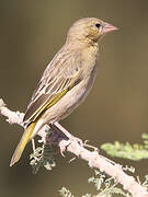 Rüppell's Weaver