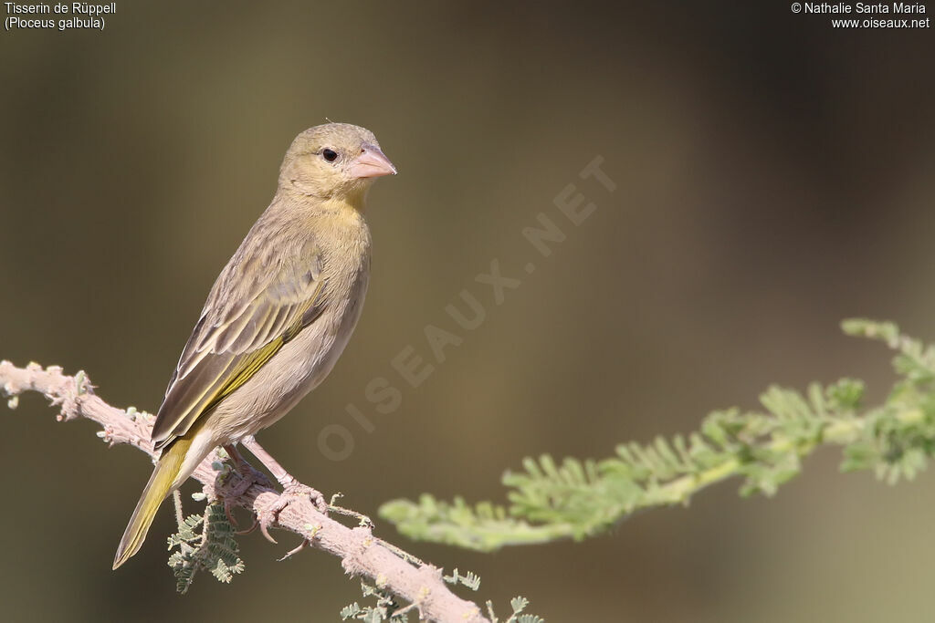 Rüppell's Weaver female adult, identification, habitat