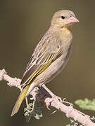 Rüppell's Weaver