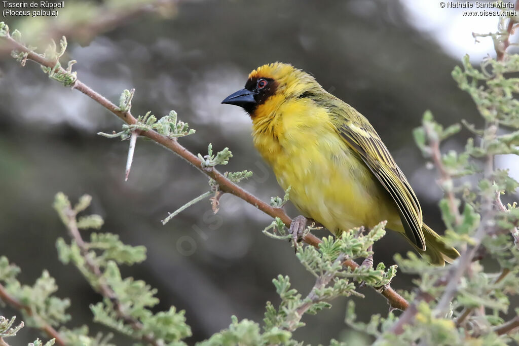 Rüppell's Weaver male adult, identification, habitat