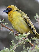 Rüppell's Weaver