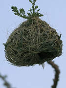 Rüppell's Weaver